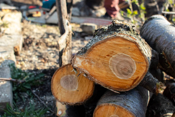 How Our Tree Care Process Works  in  Stedman, NC